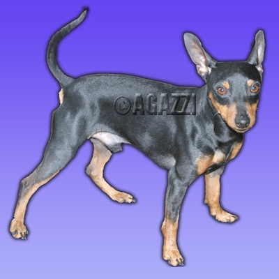 Agazzi